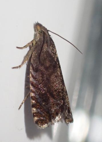 Réf. 327 294 : Dichrorampha sp.
